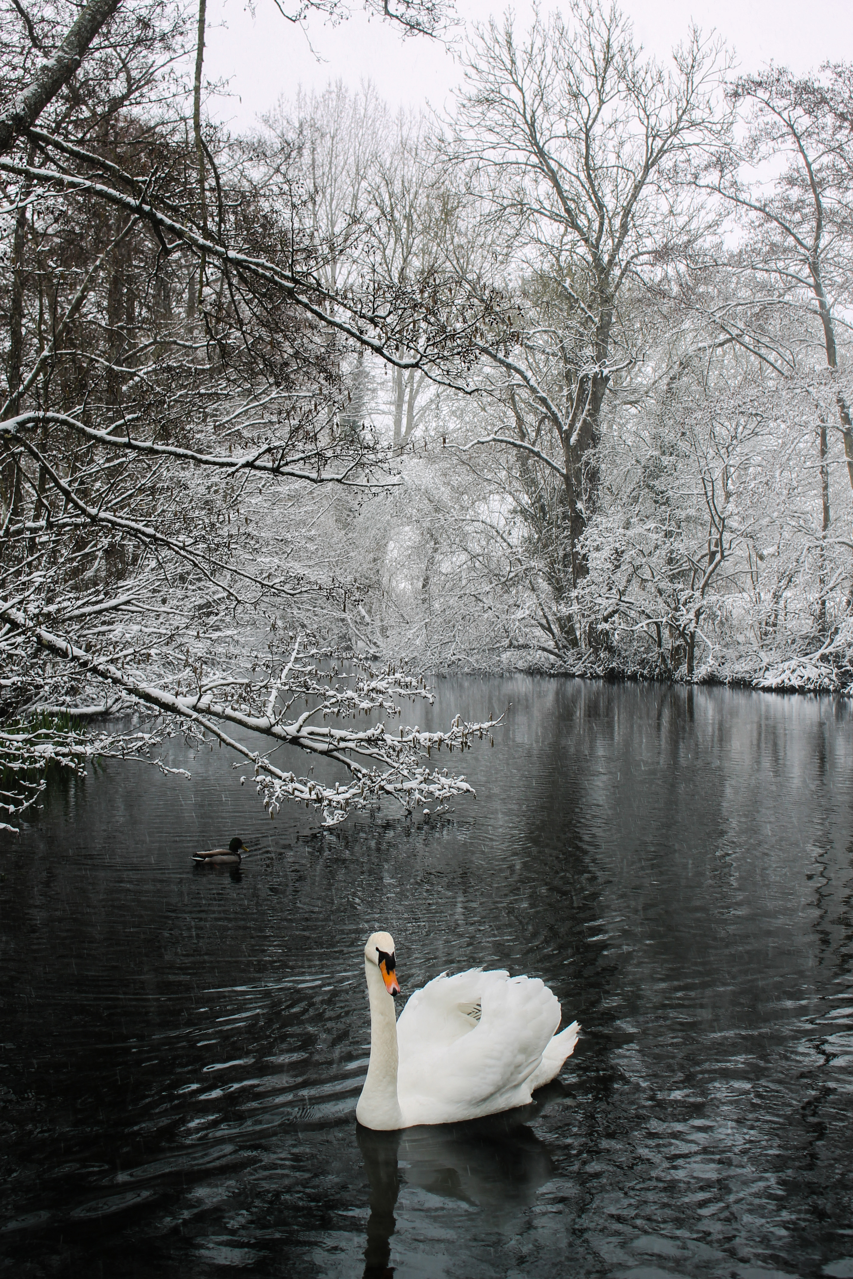 springhead in winter with swan